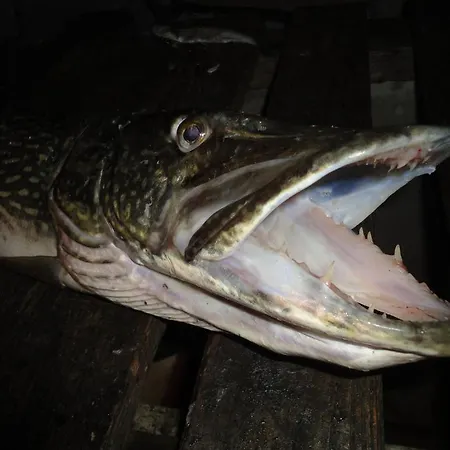 Ferien Im Haus Helga In Apartamento