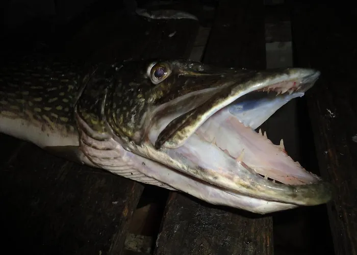 Ferien Im Haus Helga In Apartment